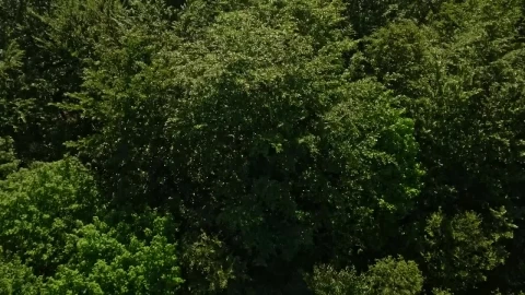 Stock Video Large Forest In The Countryside Animated Wallpaper - In Wallpaper