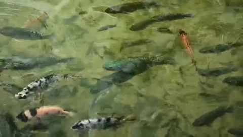 Stock Video Large Fish Feeding In A Pond Smal Animated Wallpaper - In Wallpaper