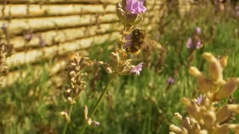 Stock Video Large Bee Flying Around Flowers Smal Animated Wallpaper - Made in abyss Wallpaper