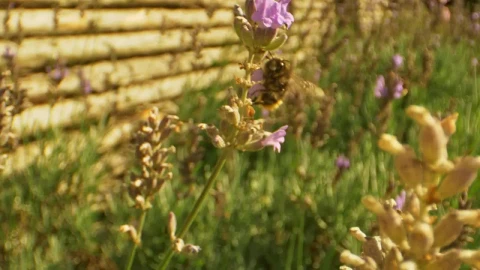 Stock Video Large Bee Flying Around Flowers Animated Wallpaper - Made in abyss Wallpaper