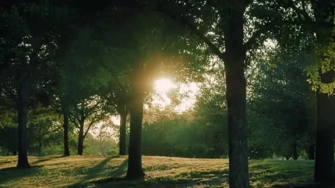 Stock Video Meadow Covered With Grass And Trees In The Blazing Su Animated Wallpaper - In Wallpaper