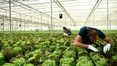 Stock Video Man Working In A Greenhous Animated Wallpaper - In Wallpaper