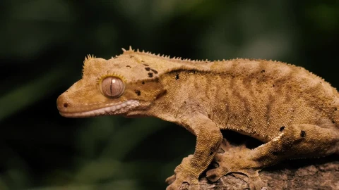 Stock Video Orange Gecko On A Tree Trunk Closeup Shot Live Wallpaper – Free Live Wallpaper