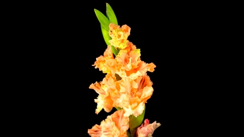 Stock Video Orange Gladiolus Flower Opens Live Wallpaper animated wallpaper preview
