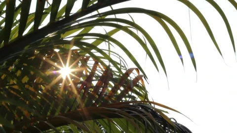 Stock Video Palm Leaves And Sunshine Live Wallpaper – Free Live Wallpaper