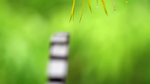 Stock Video Palm Leaves During The Rain Live Wallpaper – Free Live Wallpaper