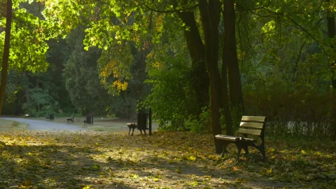 Stock Video Park And A Bench With Fallen Leaves Live Wallpaper – Free Live Wallpaper