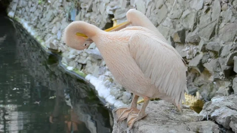 Stock Video Pelican Cleaning By A Pond Live Wallpaper – Free Live Wallpaper