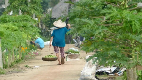 Stock Video People Working In Agriculture Fields In Vietnam Live Wallpaper – Free Live Wallpaper