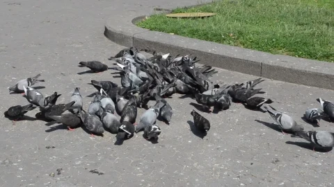 Video Stock Pigeons Eating In A City Park Live Wallpaper Free - A Wallpaper