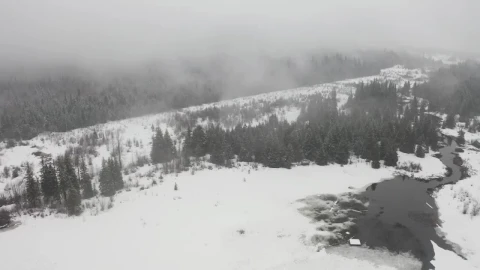Video Stock Pine Forest Among A Snowy Plain Live Wallpaper Free - A Wallpaper