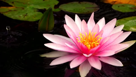 Video Stock Pink Lotus Flower In A Lake Close Up Live Wallpaper Free - A Wallpaper