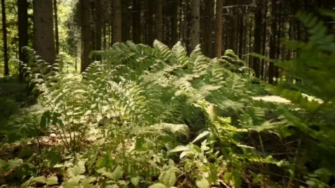 Video Stock Plants Growing In A Forest Live Wallpaper Free - A Wallpaper
