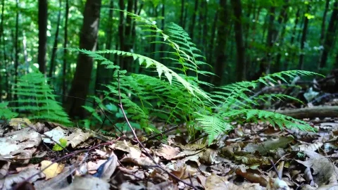 Video Stock Plants Growing From The Forest Floor Live Wallpaper Free animated wallpaper preview