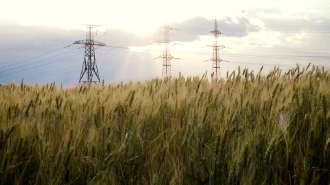 Video Stock Powerline Towers And A Wheat Field Live Wallpaper Free - A Wallpaper