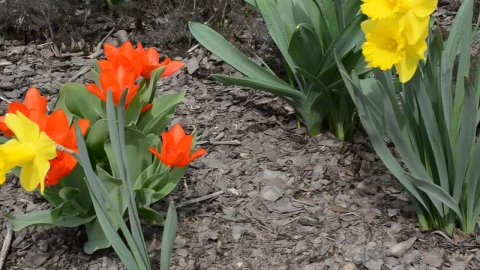 Video Stock Public Garden By A Road Live Wallpaper Free - A Wallpaper