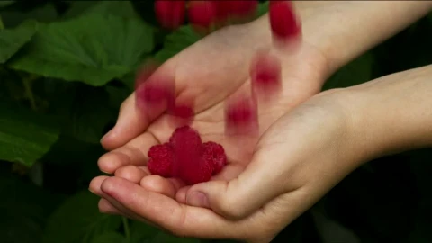 Video Stock Raspberries Falling Into The Hands Of A Person Live Wallpaper Free - A Wallpaper