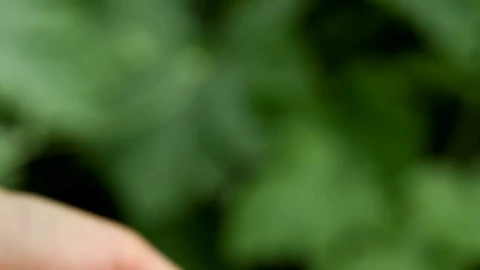 Video Stock Raspberries In The Hands Of A Person Live Wallpaper Free - A Wallpaper