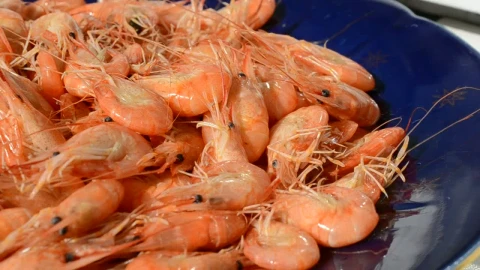Free Stock Video Shrimp Ready For Cooking Live Wallpaper - Re zero Wallpaper