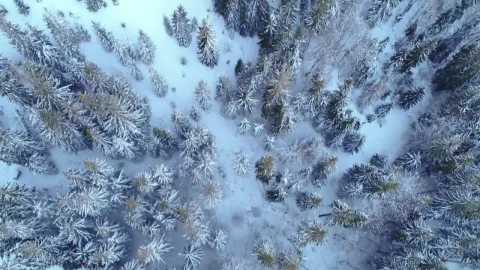 Free Video Stock Skyline And Aurora In Winter Live Wallpaper - Re zero Wallpaper