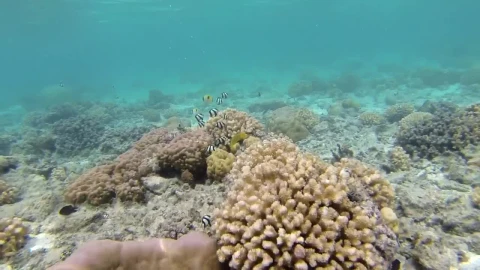 Free Video Stock Snorkeling At The Coral Reef Live Wallpaper - Video Wallpaper