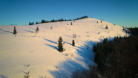Free Video Stock Snow Covered Pine Forest In A Sunny Morning Live Wallpaper - Video Wallpaper
