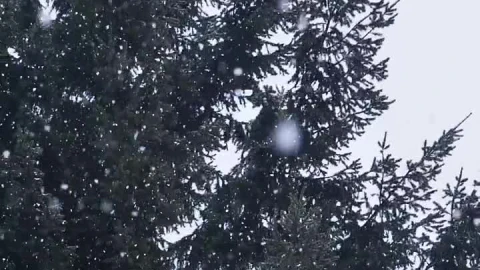 Free Video Stock Snow Falling In A Pine Forest Live Wallpaper - Video Wallpaper