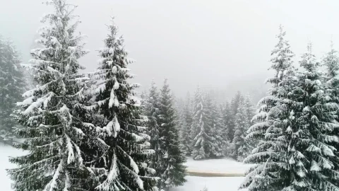 Free Video Stock Snowing In A Foggy Forest Slow Motion Live Wallpaper - Video Wallpaper