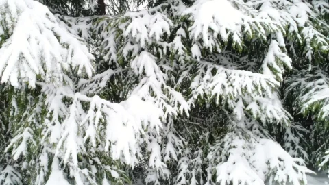 Free Video Stock Snowing In A Forest Slow Motion Close Up Live Wallpaper - Video Wallpaper