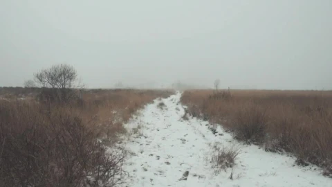 Free Video Stock Snowy Path In The Forest Full Of Mist Live Wallpaper - Video Wallpaper