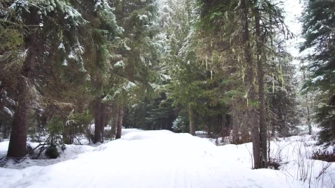 Free Video Stock Snowy Path In The Forest Live Wallpaper - Video Wallpaper