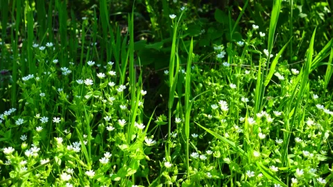 Free Video Stock Spring Flowers In The Sun Live Wallpaper - Video Wallpaper