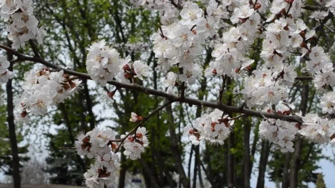 Free Video Stock Spring Flowers On Tree Branches Live Wallpaper - Video Wallpaper