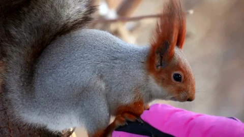 Free Video Stock Squirrel Eating On A Hand With A Pink Glove Live Wallpaper - Video Wallpaper