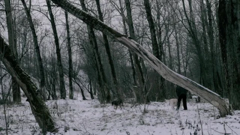 Free Video Stock taking the dogs through a snow covered park Live Wallpaper animated wallpaper preview