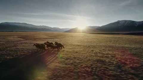 Free Video Stock tibetan horses running across tundra in himalayan landscape Live Wallpaper – Free Live Wallpaper