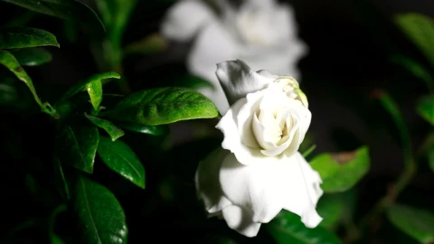 Free Video Stock time lapse of white gardenia flower opening in slow motion Live Wallpaper – Free Live Wallpaper