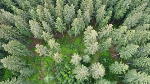 Free Video Stock top aerial shot of tall pine trees at a forest Live Wallpaper – Free Live Wallpaper