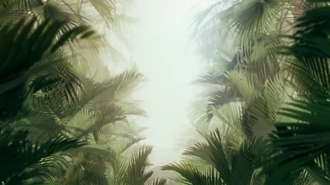 Free Stock Video Walking Through Tropical Plants And Fog Live Wallpaper – Free Live Wallpaper