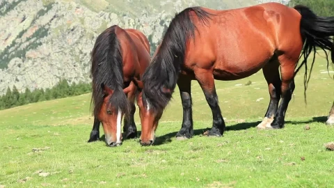 Free Stock Video Two Horses Feeding On Grass On A Hill Live Wallpaper - Stock Wallpaper