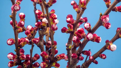 Free Stock Video Tree Branches With Flowers Slowly Blooming Live Wallpaper - Stock Wallpaper