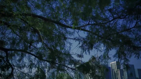 Free Stock Video Tree Branches In A Natural Park In A Big City Live Wallpaper - Stock Wallpaper