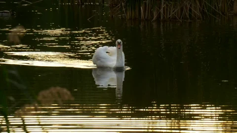 Stock Footage White Swan Swimming On The Lake Live Wallpaper - St patrick Wallpaper