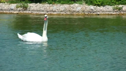 Stock Footage White Swan Swimming On A Lake Live Wallpaper - St patrick Wallpaper