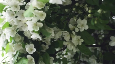 Stock Footage White Flowers Covering A Tree Live Wallpaper - St patrick Wallpaper