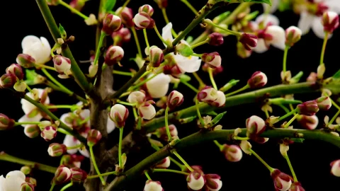 Stock Footage White Flowers Blossom On The Branches Live Wallpaper - St patrick Wallpaper