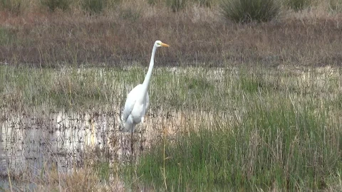 Stock Footage White Bird Walking The Swamp Live Wallpaper - St patrick Wallpaper
