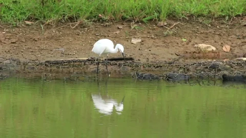Stock Footage White Bird Walking Along The Lake Live Wallpaper - St patrick Wallpaper