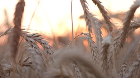 Stock Footage Wheat Crops In The Sunset Live Wallpaper animated wallpaper preview