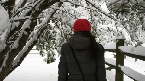Stock Footage Walking Under Snow Covered Trees Live Wallpaper animated wallpaper preview